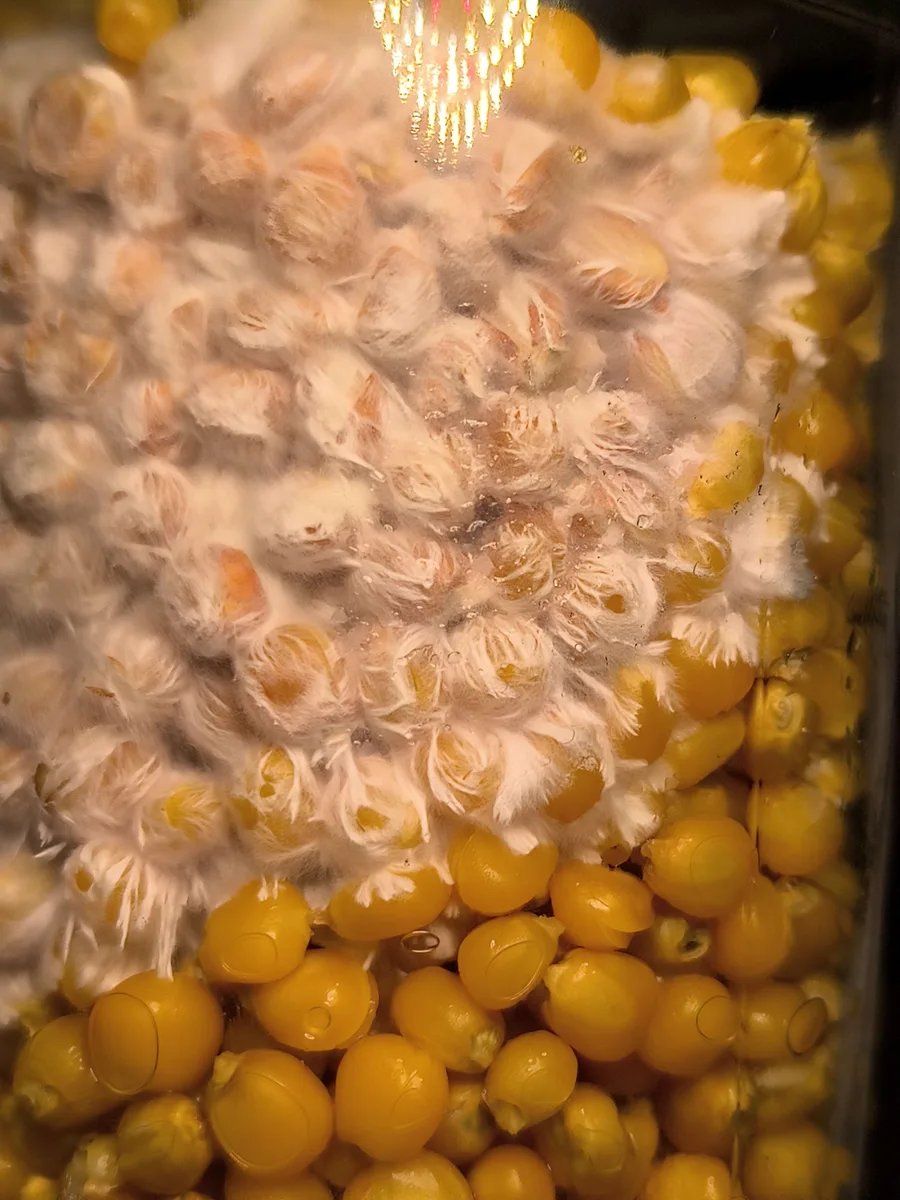 Grano de centeno colonizado por micelio blanco